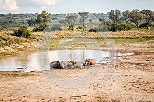 Group of White rhinos laying in the water
