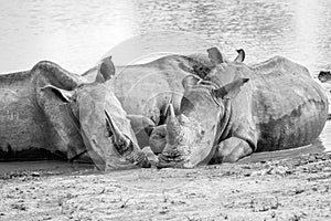 Group of White rhinos laying in the water