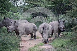 Group of White rhinos standing in the road