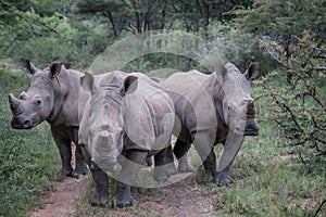Group of White rhinos standing in the road