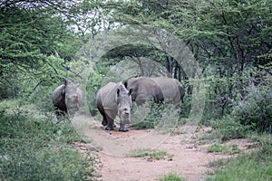 Group of White rhinos standing in the road