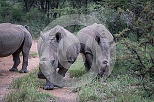 Group of White rhinos standing in the road