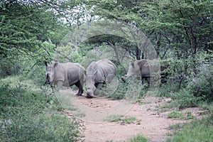 Group of White rhinos standing in the road