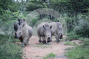 Group of White rhinos standing in the road