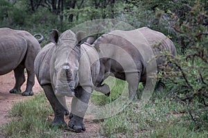 Group of White rhinos standing in the road