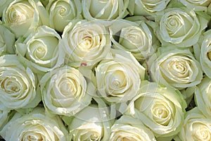 Group of white roses, wedding decorations