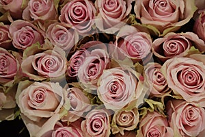 Group of white roses, wedding decorations