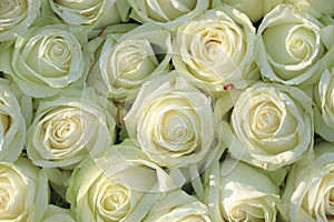 Group of white roses, wedding decorations