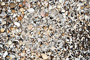 Group of white sea shells on beach