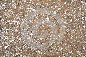 Group of white sea shells on beach