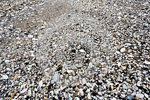 Group of white sea shells on beach