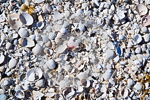group of white sea shells
