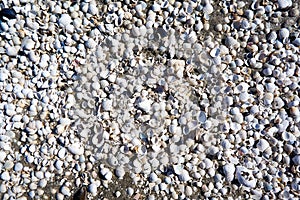 group of white sea shells