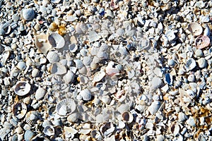 group of white sea shells