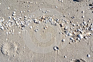 group of white sea shells