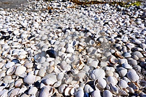 group of white sea shells