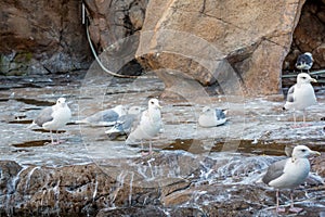 A group of white Seagulls on stone