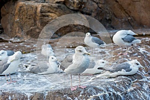 A group of white Seagulls on stone