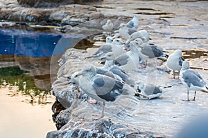 A group of white Seagulls on stone