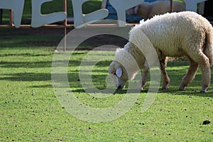 A group of white sheep on the farm eating grass in the morning