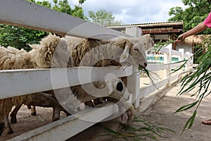 A group of white sheep on the farm eating grass in the morning