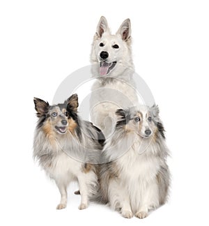 Group of a White Shepherd Dog and two shelties