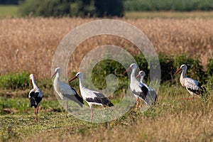 Group of White Stork in meadow