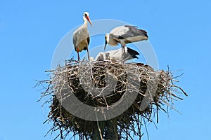 Group of white storks in nest