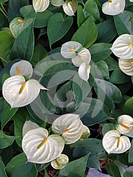 A group of white Anthurium flowers with green leaves. Un grupo de flores Anturianas blancas con hojas verdes photo