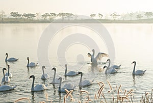 Group of white swan