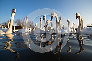 Group of white swans