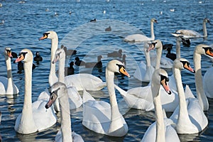 Group of white swans with long necks swimming in blue water of lake and with black ducks in the background.