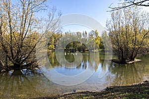 A group of white swans in a shallow lake at Bundek city park, Zagreb, Croatia