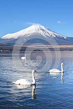 A group of white swans swimming in the lake