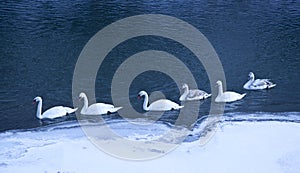 The Group of white swans, Winter seasson.