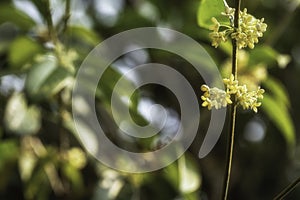 Group of white Sweet Osmanthus flower