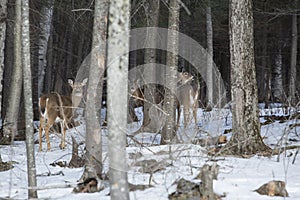 Group of white-tailed deer in woods, Rangeley, Maine.
