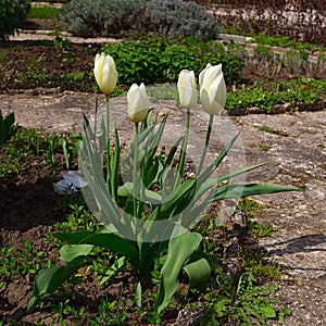 Group of white tulips in a botanical garden in spring.