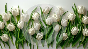 Group of White Tulips With Green Leaves