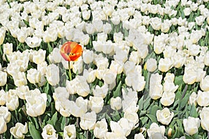 Group of white tulips and one red orange flower.