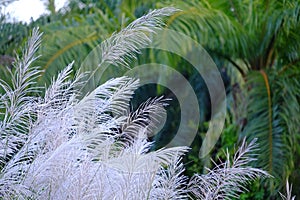 A group of white wild grass flower blossom in the countryside with wind blowing and coconut trees background