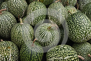 Group of whole fresh Cucurbita ficifolia, Boule de Siam pumpkin, full frame close up