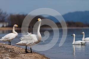 Group of whooper swans Cygnus on blue lagoon