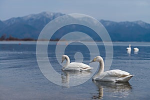 Group of whooper swans Cygnus on blue lagoon