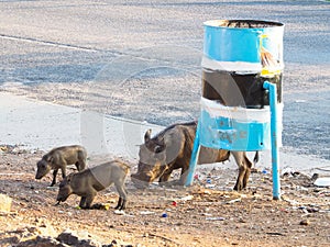 Group of wild adult warthog and babies animal show natural behavior eating street food by bending front leg on local street