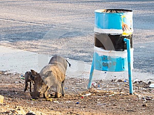 Group of wild adult warthog and baby animal show natural behavior eating street food by bending front leg on local street