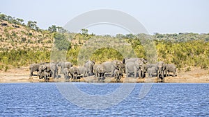 Group of wild african bush elephants, in Kruger park