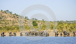 Group of wild african bush elephants, in Kruger park