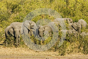 Group of wild african bush elephants, in Kruger park