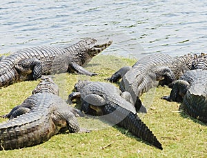 Group of wild alligator taking a sunbath near a river in Pantanal, Brazil